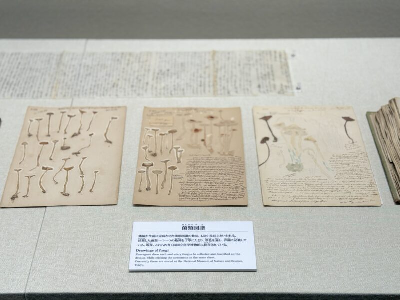 和歌山 白浜 南方熊楠記念館04