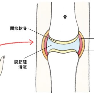 手指の関節の構造