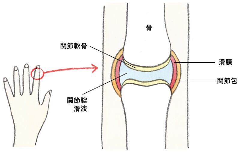 手指の関節の構造