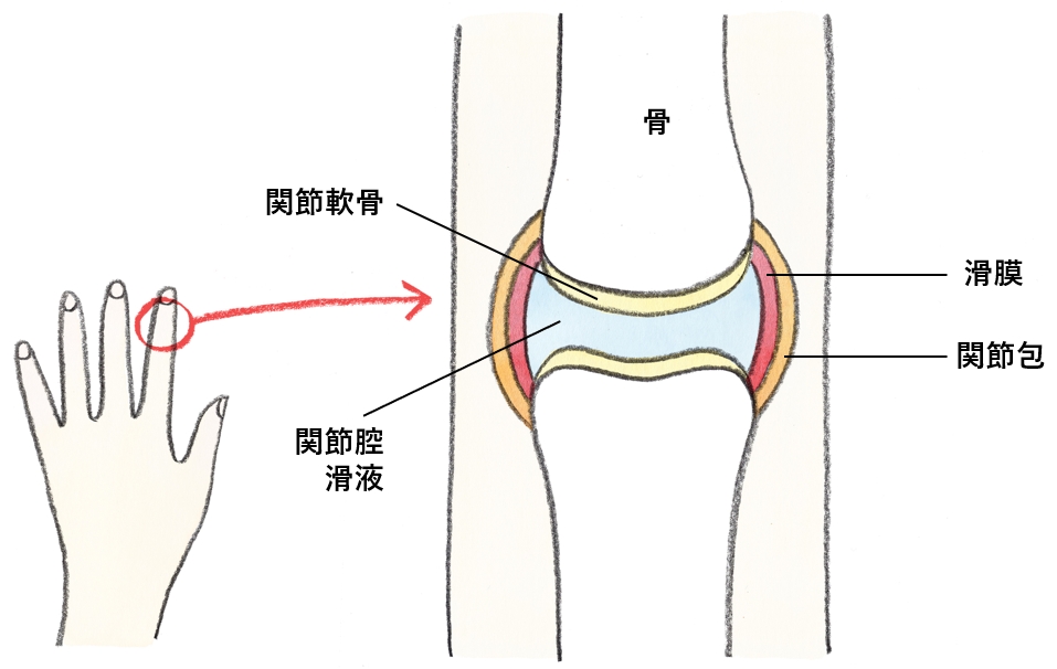 手指の関節の構造