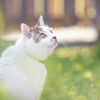 【猫の実態調査】一緒に過ごした時間は「映画2万本」分！ シニアペットのために飼い主ができること