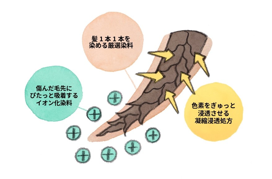 50の恵 頭皮いたわりカラートリートメントの染まり方