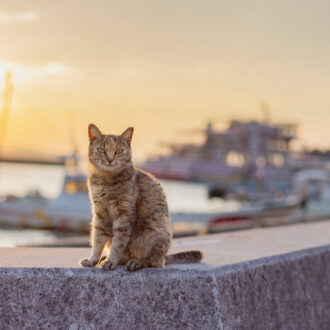 カメラ旅 in男木島