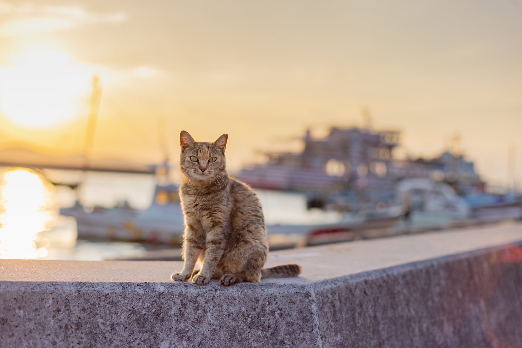 カメラ旅 in男木島