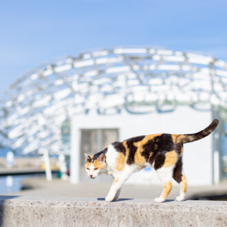 カメラ旅 in男木島