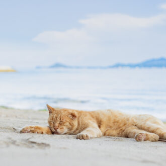 【50代カメラ旅・瀬戸内海】高松港からのアクセス良好！ 男木島でアートと猫を満喫