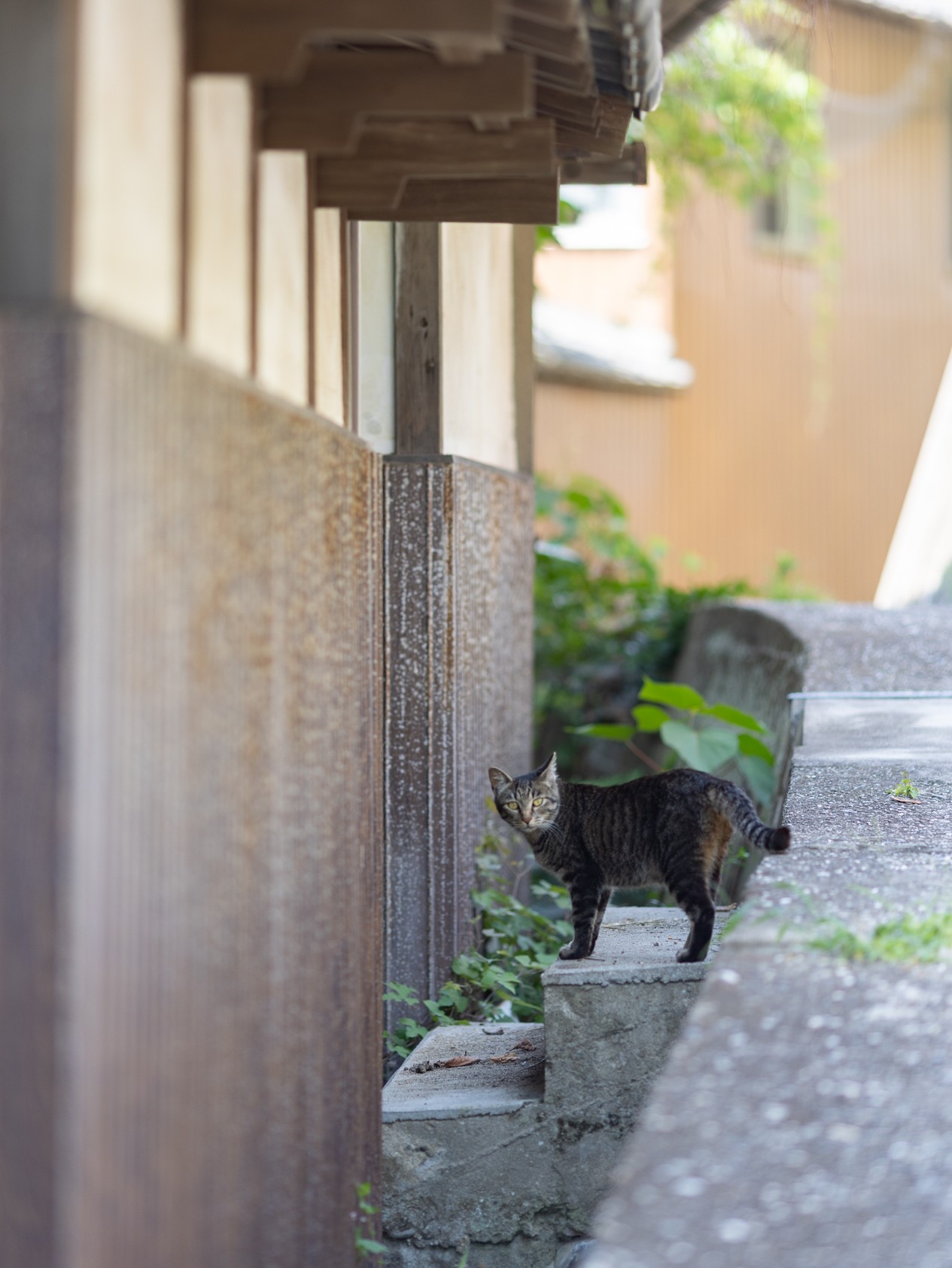 カメラ旅 in男木島