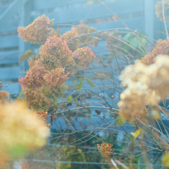 梅雨の時期には、塀沿いに植えたアナベル（アジサイ科）が競うように白い花を開花させる。