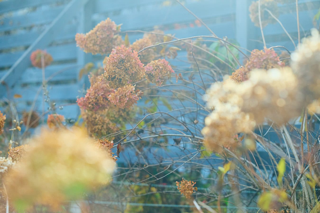 梅雨の時期には、塀沿いに植えたアナベル（アジサイ科）が競うように白い花を開花させる。
