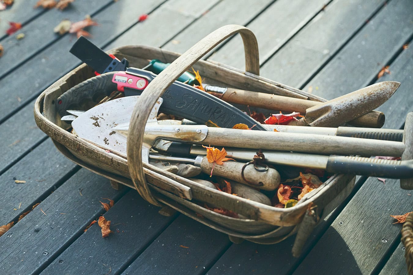 カゴの中には「今日、このあと植える予定なんです」というムスカリの球根が200個ほど。春先にブドウのような形状の青い花を咲かせる。