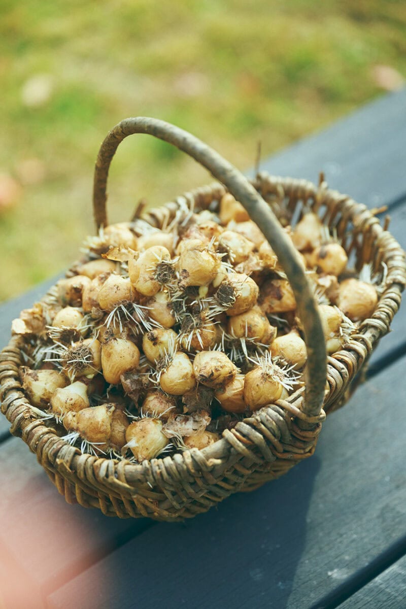 カゴの中には「今日、このあと植える予定なんです」というムスカリの球根が200個ほど。春先にブドウのような形状の青い花を咲かせる。
