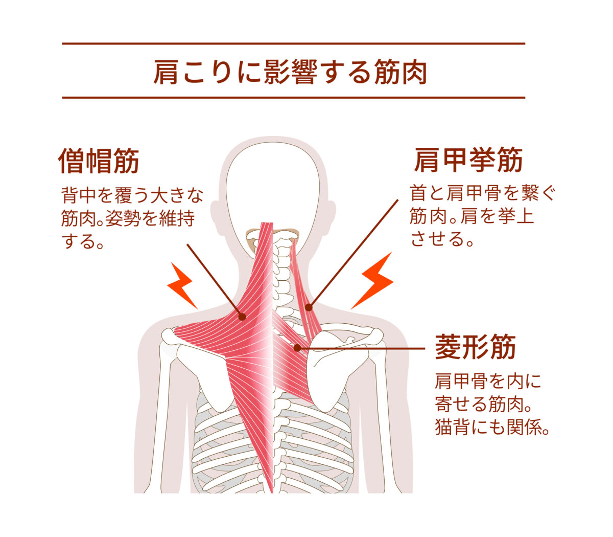 肩こりに影響する肩甲骨まわりの筋肉