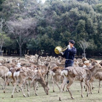 写真提供：奈良市観光協会 ※イメージ（冬の鹿寄せ）