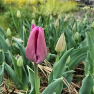 早春のチューリップ畑。だんだんと蕾が開いてきている。