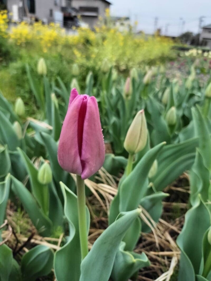 早春のチューリップ畑。だんだんと蕾が開いてきている。