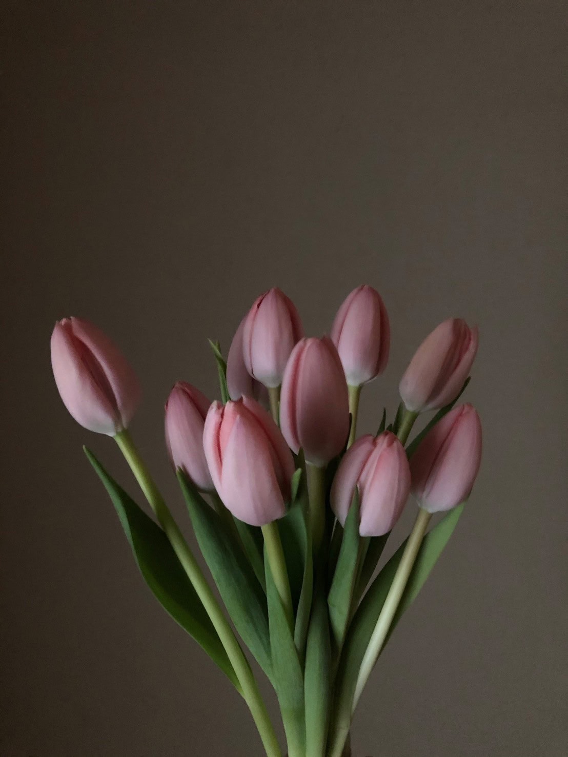 ニュアンスのある色や、何色もグラデーションに重なった色を持つ品種があり、とてもシックな表情を持つ花。