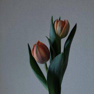 ニュアンスのある色や、何色もグラデーションに重なった色を持つ品種があり、とてもシックな表情を持つ花。