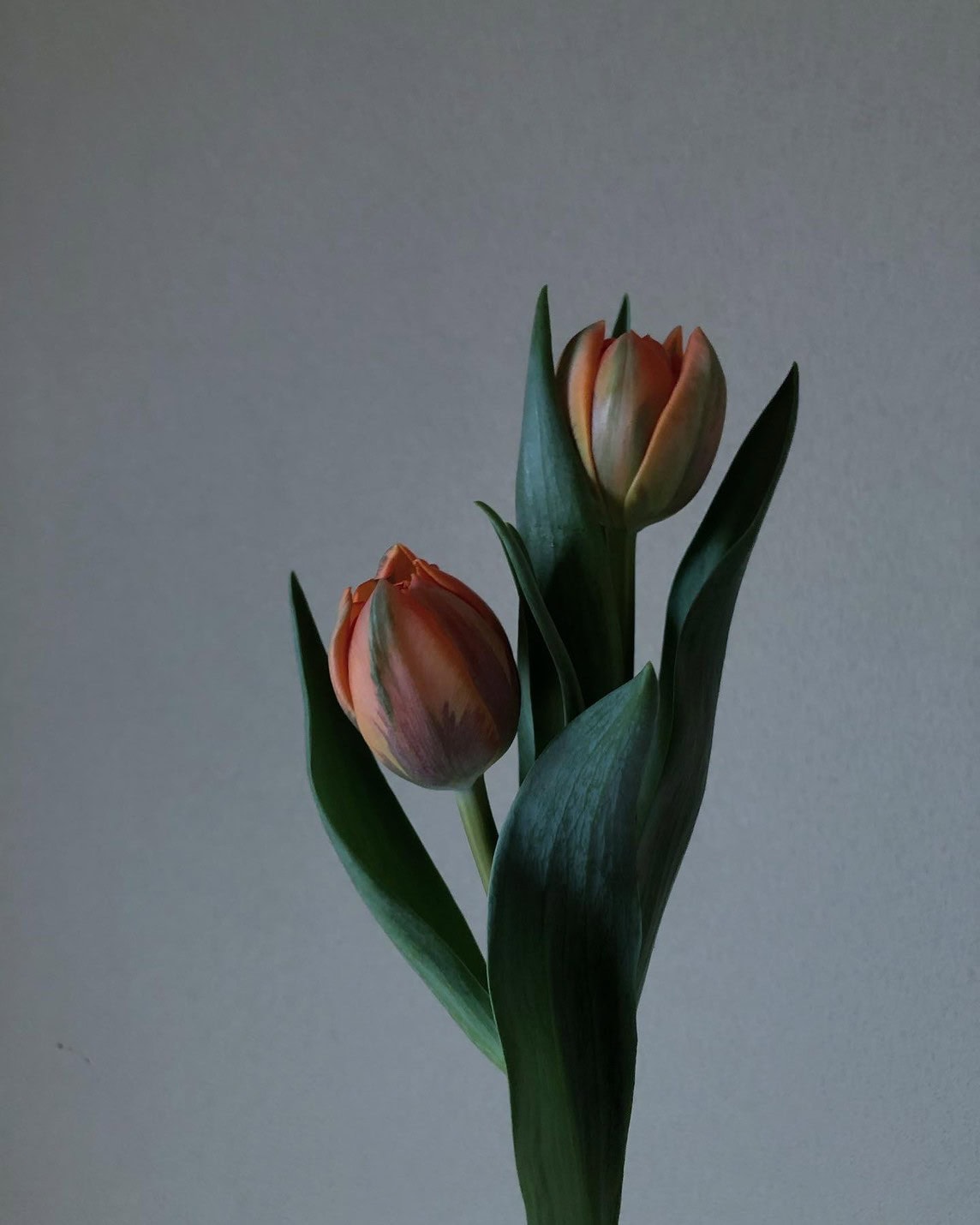 ニュアンスのある色や、何色もグラデーションに重なった色を持つ品種があり、とてもシックな表情を持つ花。