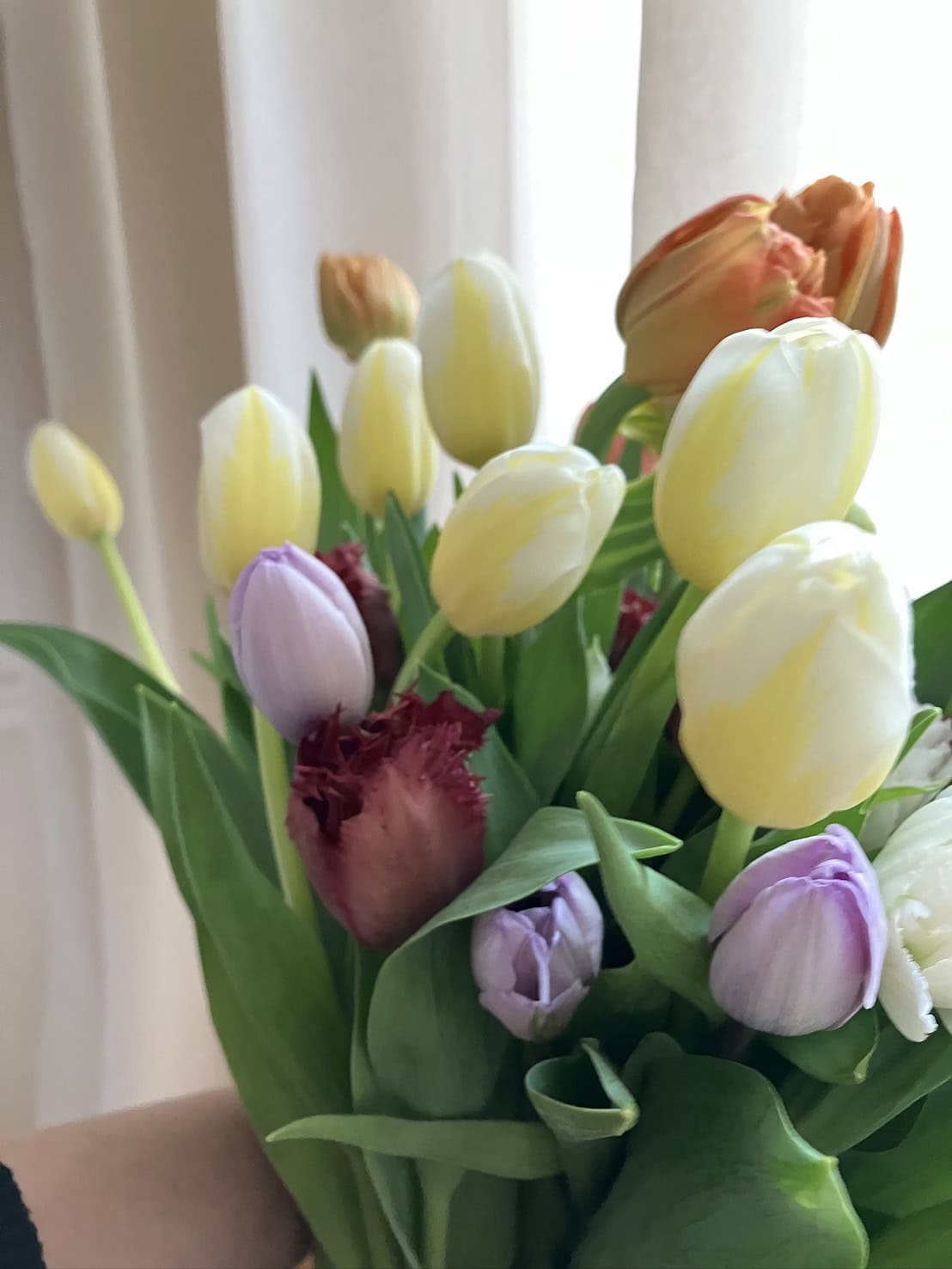 春の訪れを感じさせてくれるチューリップ