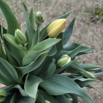 早春のチューリップ畑。だんだんと蕾が開いてきている。