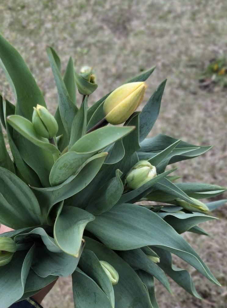 早春のチューリップ畑。だんだんと蕾が開いてきている。