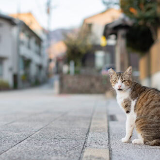 【50代のソロ旅 in大分】