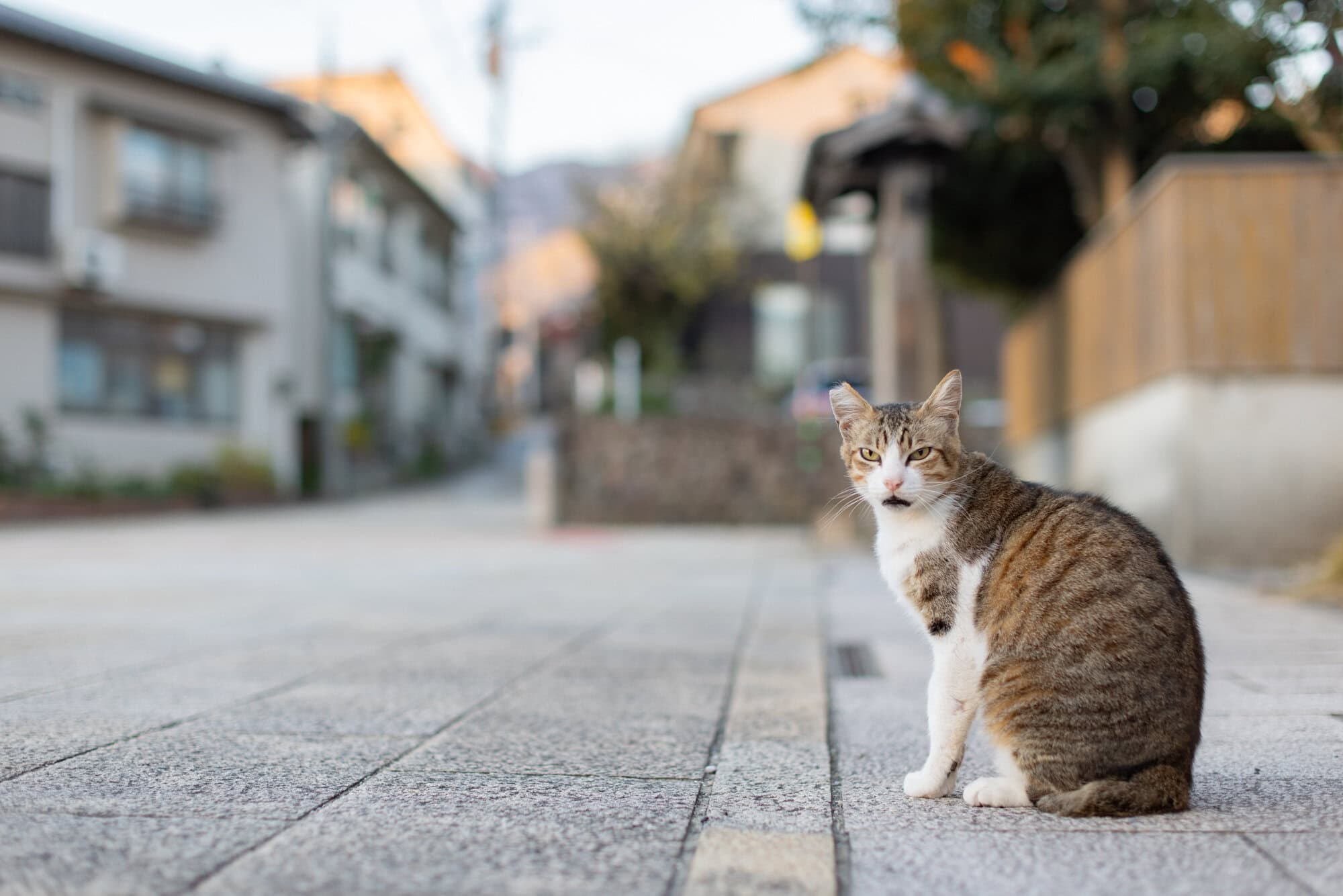 【50代のソロ旅 in大分】