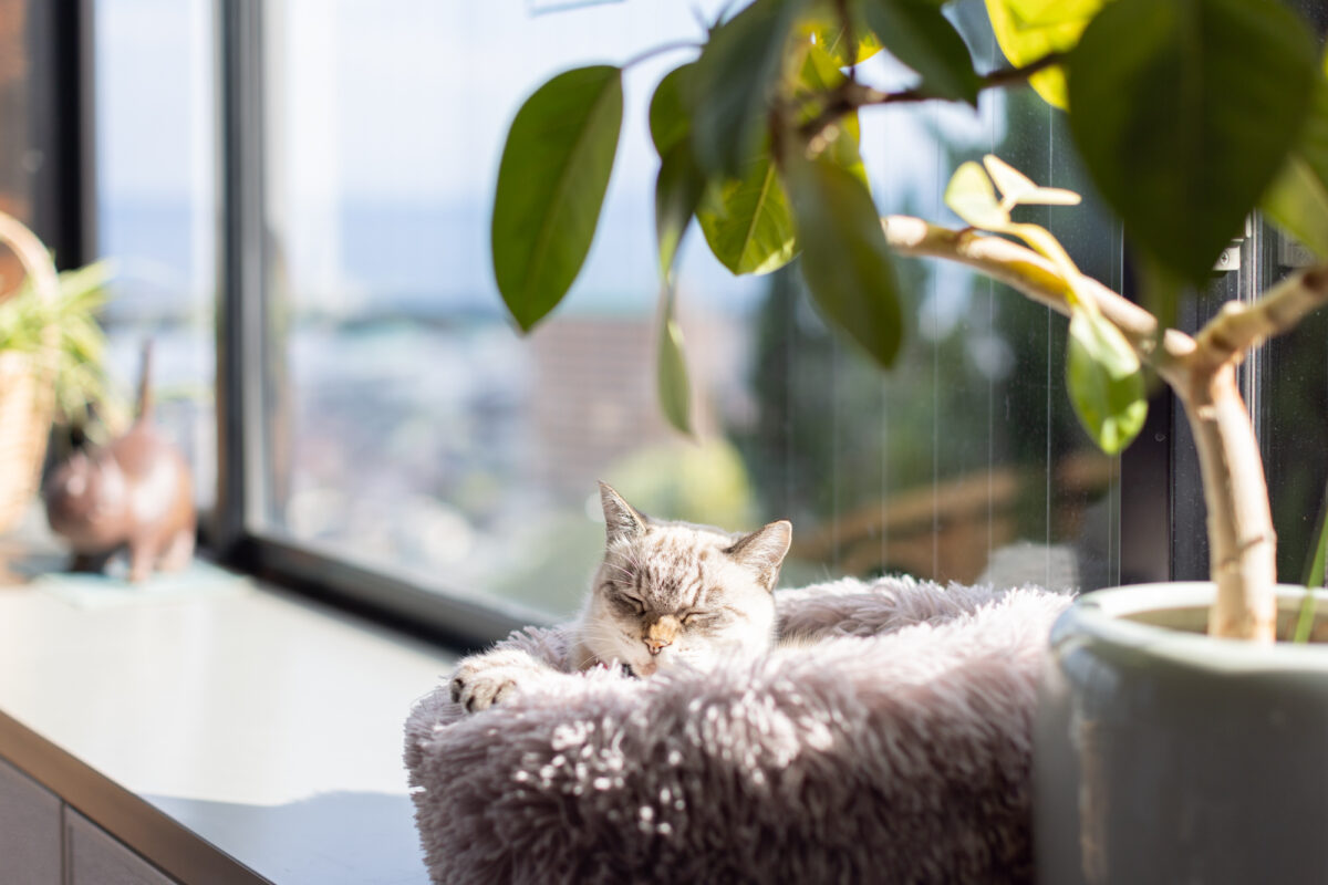 【別府温泉】猫と老舗宿で「ただ、癒やされる」 贅沢な大人のひとり旅