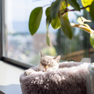 【別府温泉】猫と老舗宿で「ただ、癒やされる」 贅沢な大人のひとり旅