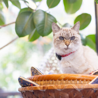 【別府温泉】猫と老舗宿で「ただ、癒やされる」 贅沢な大人のひとり旅