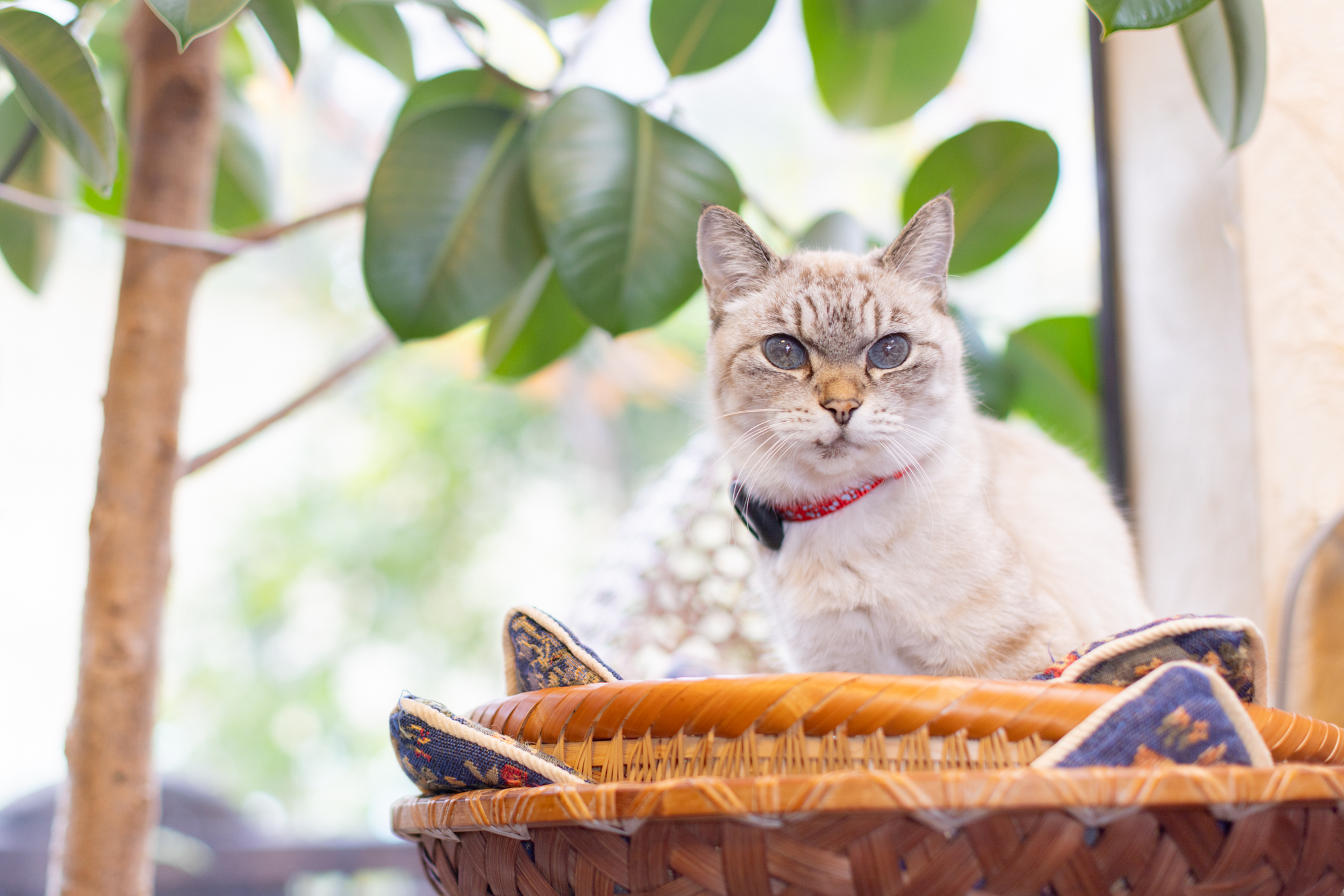 【別府温泉】猫と老舗宿で「ただ、癒やされる」 贅沢な大人のひとり旅
