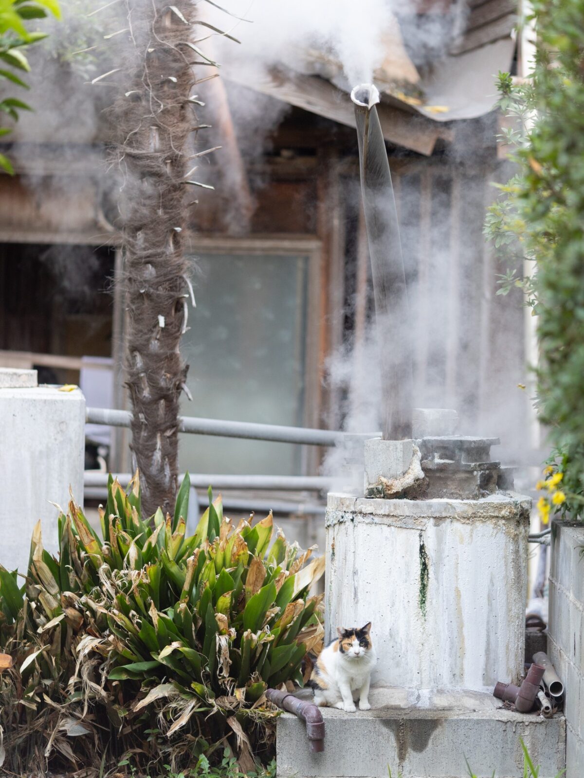 【別府温泉】猫と老舗宿で「ただ、癒やされる」 贅沢な大人のひとり旅