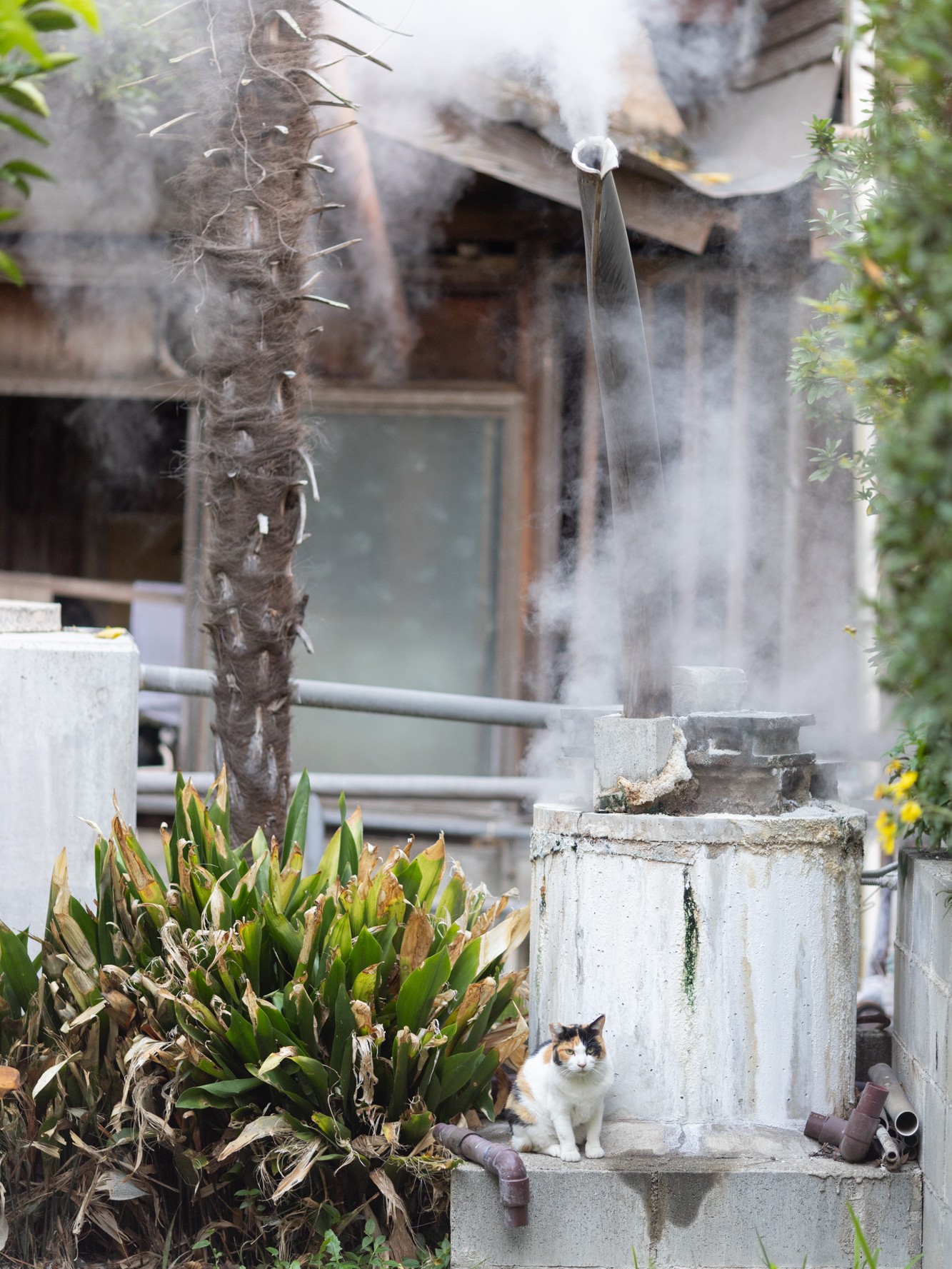 【別府温泉】猫と老舗宿で「ただ、癒やされる」 贅沢な大人のひとり旅