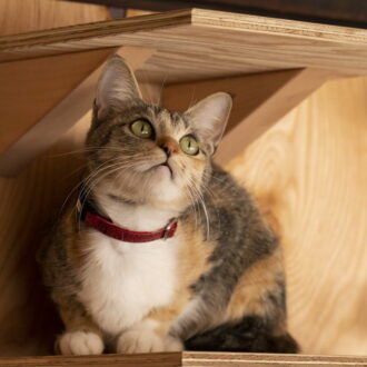 猫×イケメン×シェアハウス！ 癒やしの猫映画『劇場版 ねこ物件』©2022「ねこ物件」製作委員会