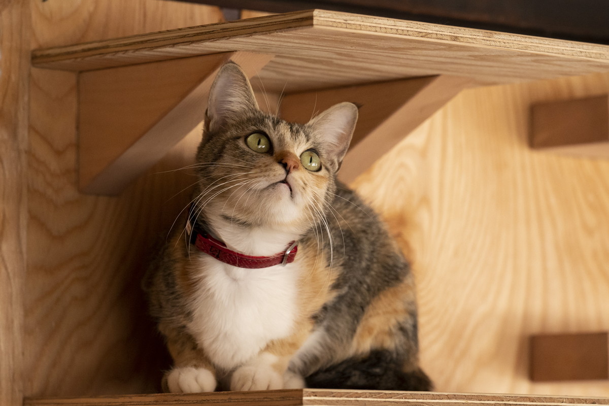 猫×イケメン×シェアハウス！ 癒やしの猫映画『劇場版 ねこ物件』©2022「ねこ物件」製作委員会