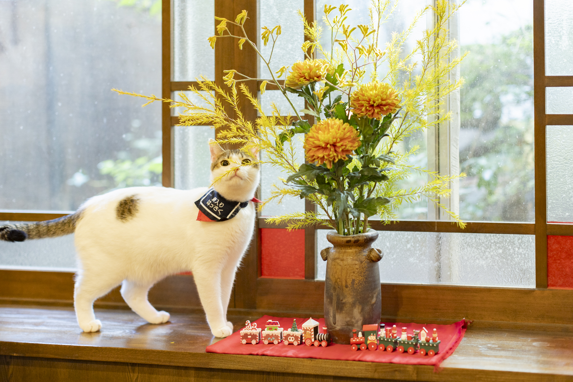 【別府温泉】猫と老舗宿で「ただ、癒やされる」 贅沢な大人のひとり旅