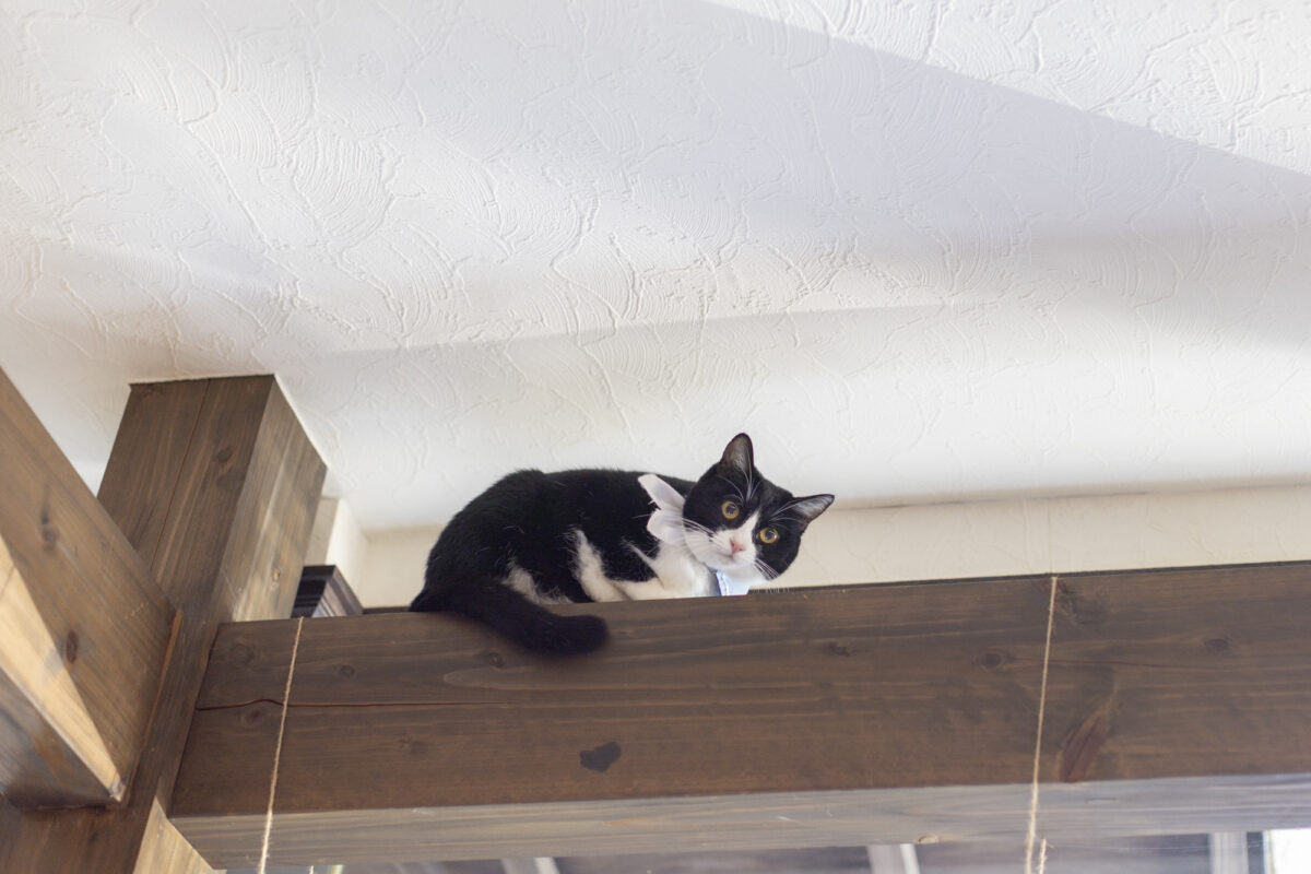 【別府温泉】猫と老舗宿で「ただ、癒やされる」 贅沢な大人のひとり旅