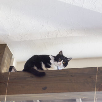 【別府温泉】猫と老舗宿で「ただ、癒やされる」 贅沢な大人のひとり旅