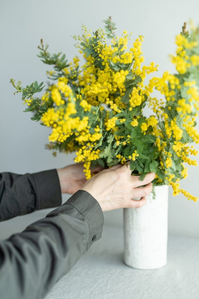 ミモザをいける。元気がほしい日は、明るい黄色の花に目がいくことも