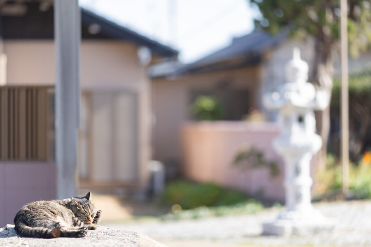 猫旅 in相島