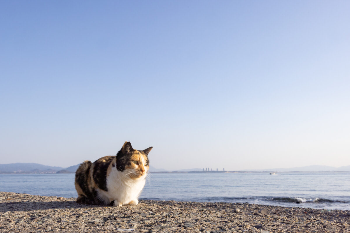 猫旅 in相島