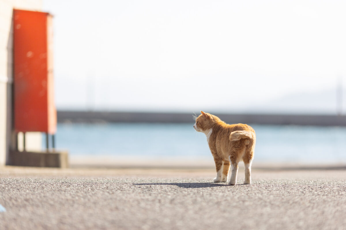 猫旅 in玄海島