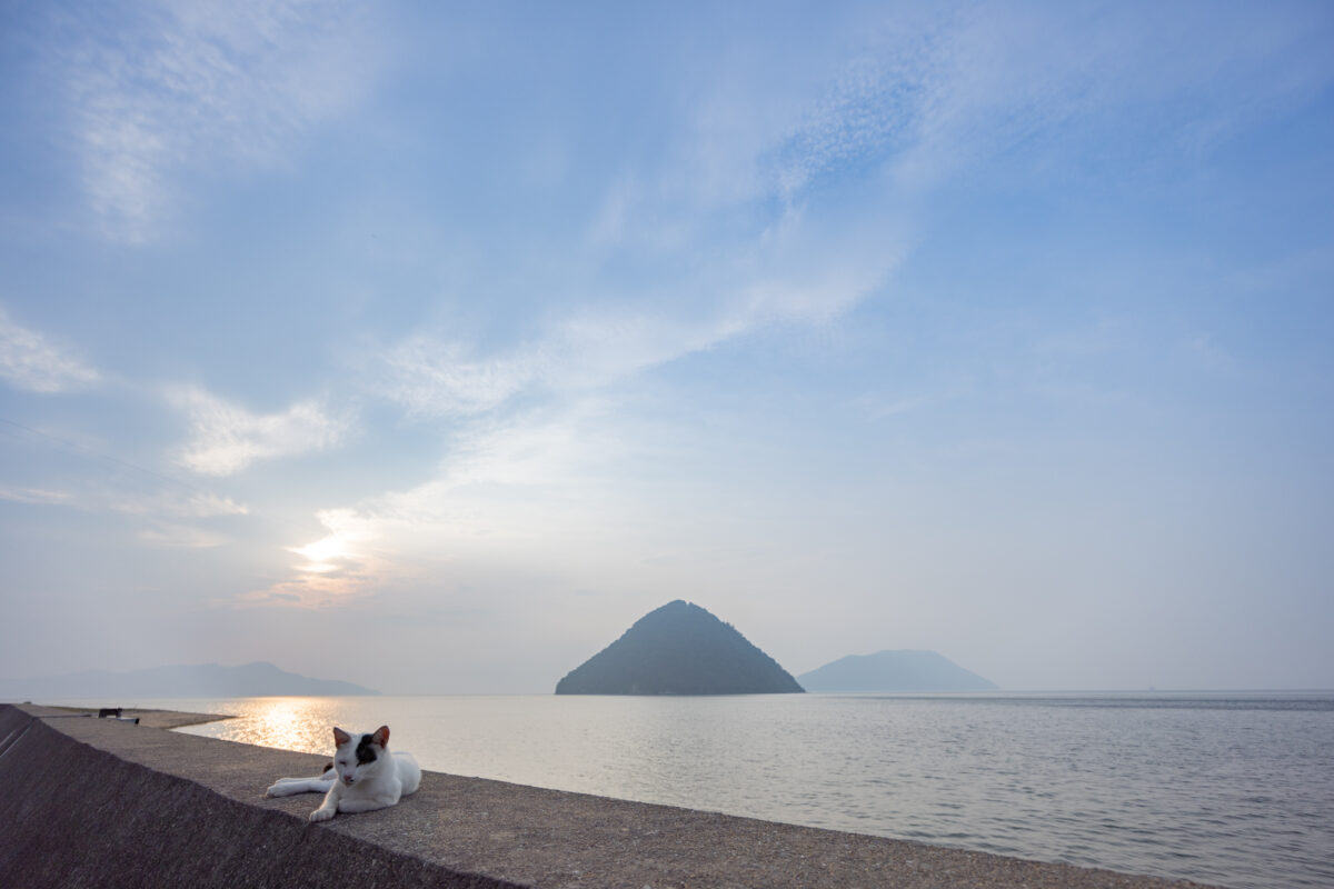 香川県・佐柳島の猫