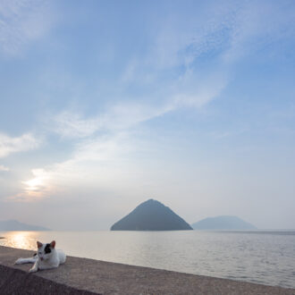 香川県・佐柳島の猫