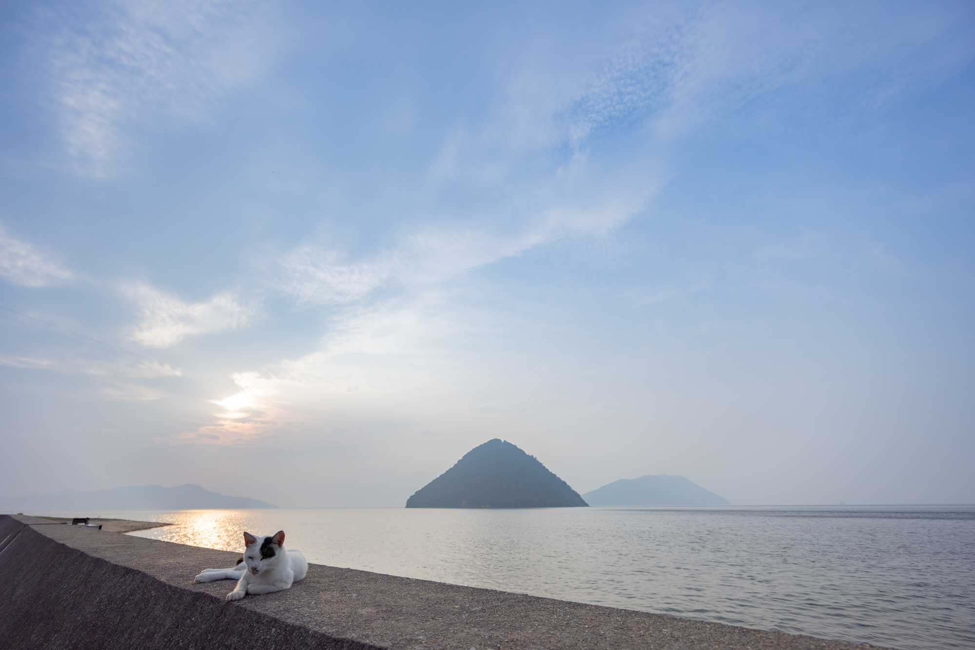 香川県・佐柳島の猫