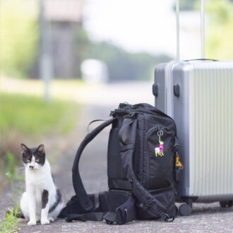 香川県・佐柳島の猫
