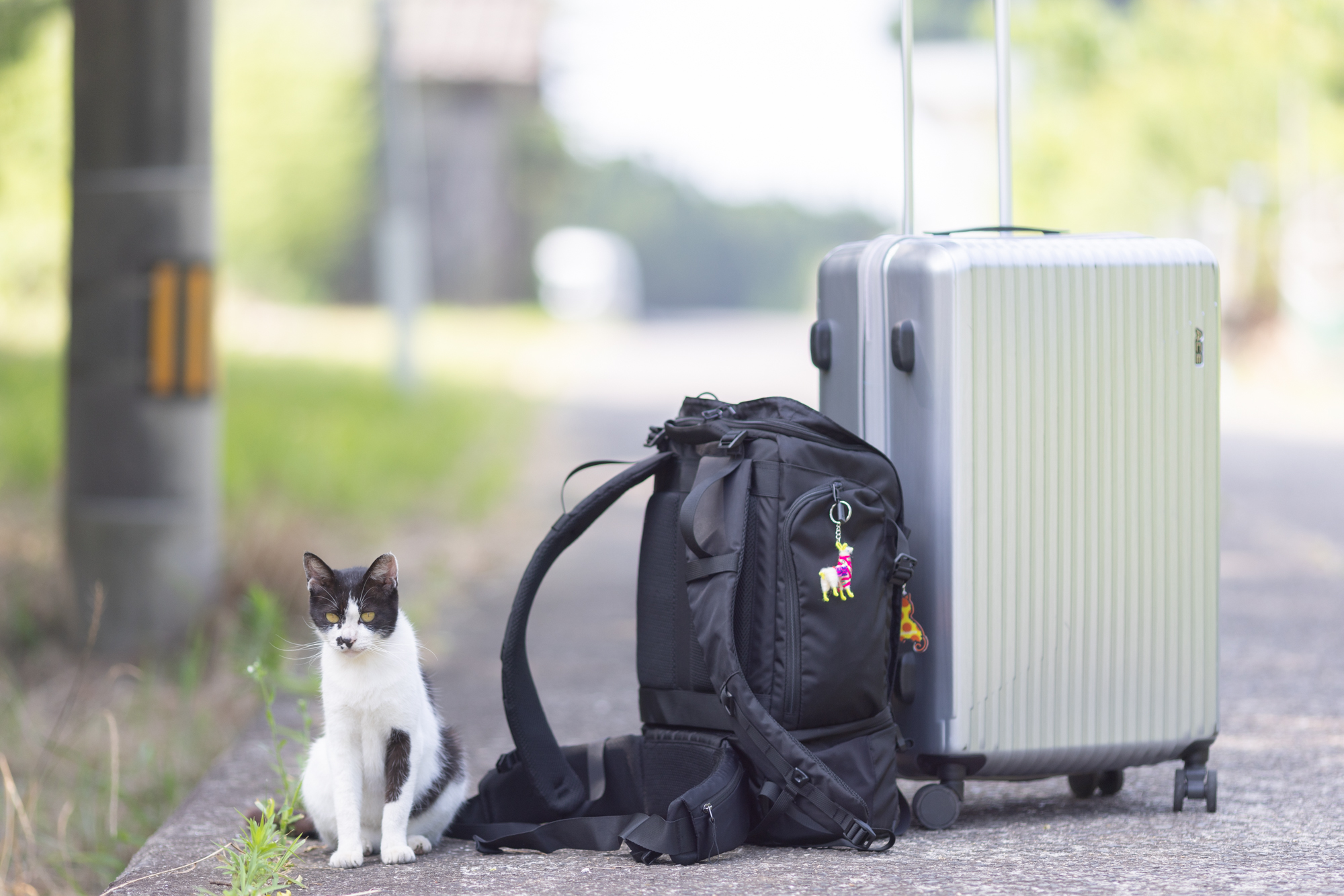 香川県・佐柳島の猫