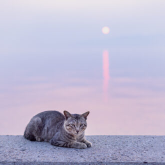 香川県・佐柳島の猫