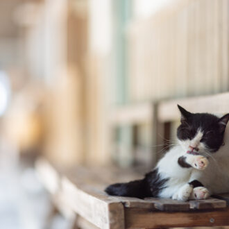 香川県・佐柳島の猫