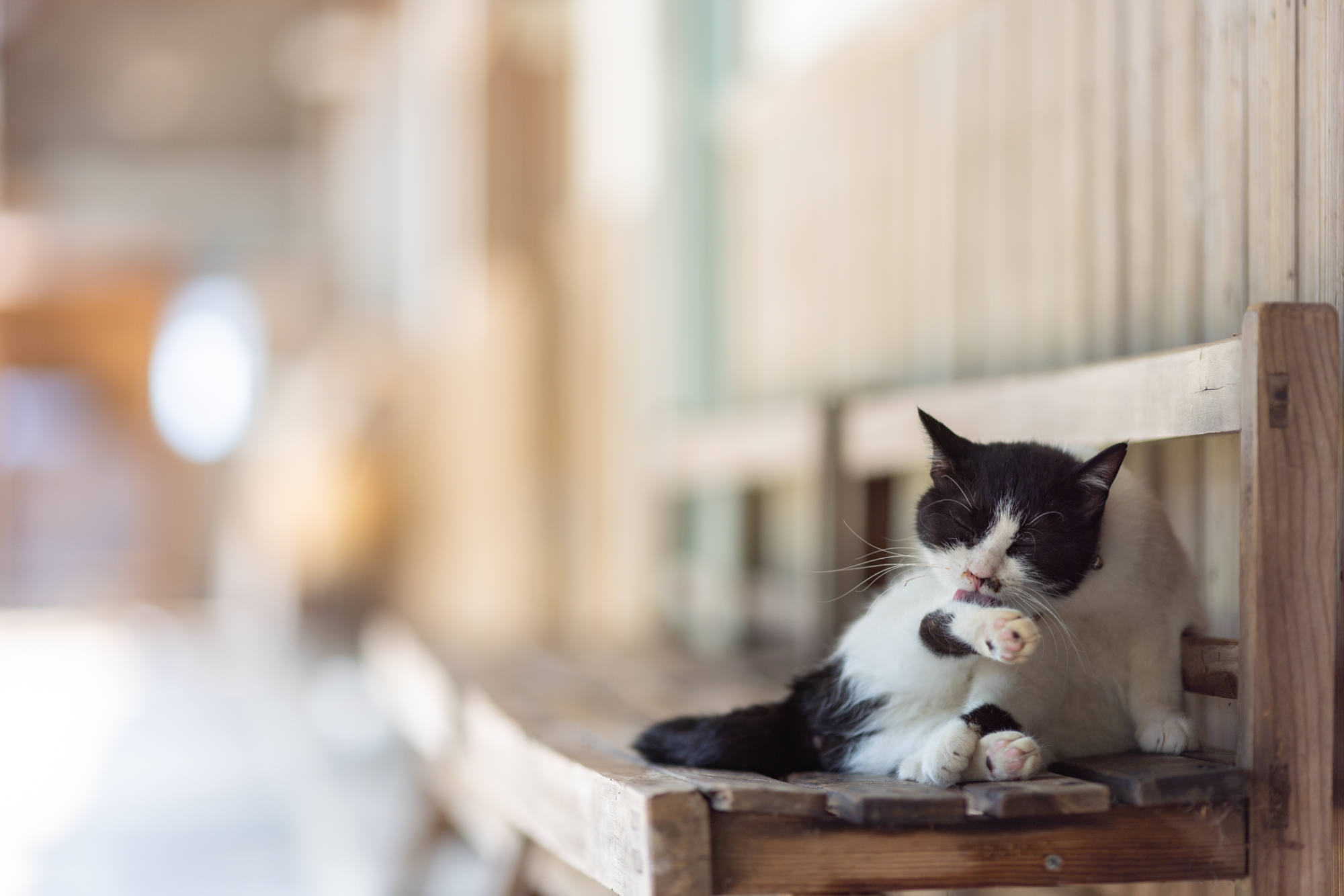 香川県・佐柳島の猫